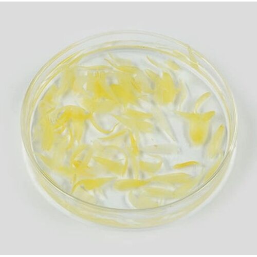Nacific Real Floral Calendula Toner