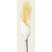 Skinfood Honey Sugar Food Mask Lip Sleeping Pack