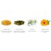 Missha Bee Pollen Renew Ampouler